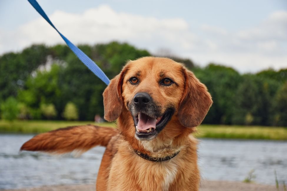 Dog walking on a leash in a park